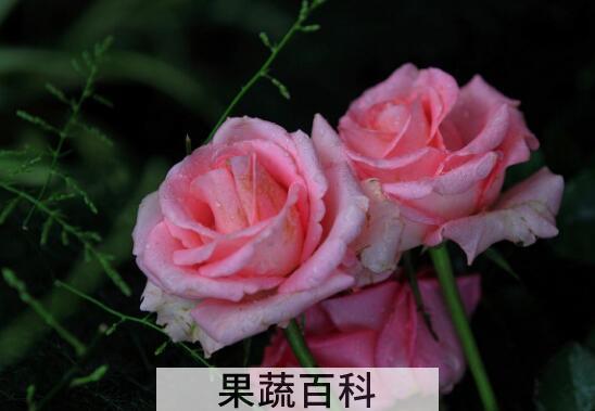 瑰花的养殖方法和注意事项有哪些
