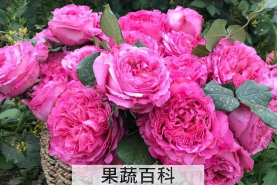 瑰花的养殖方法和注意事项有哪些