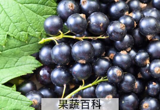 黑加仑对女人的好处