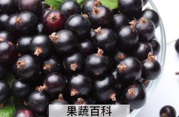 黑加仑对女人的好处