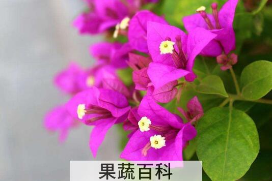 三角梅花的养殖方法和注意事项有哪些