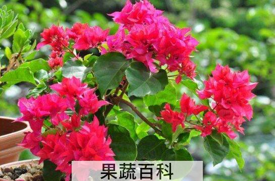 三角梅花的养殖方法和注意事项有哪些