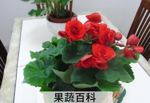 瑰海棠花的养殖方法和注意事项有哪些
