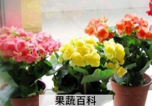 瑰海棠花的养殖方法和注意事项有哪些
