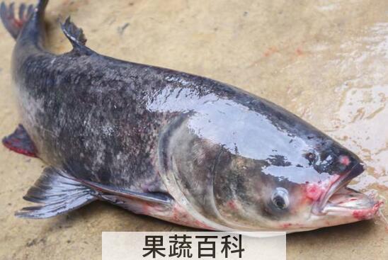 胖头鱼的营养价值与功效