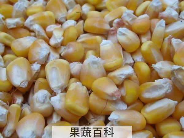 口感一级棒的步骤诀窍 玉米要煮多久