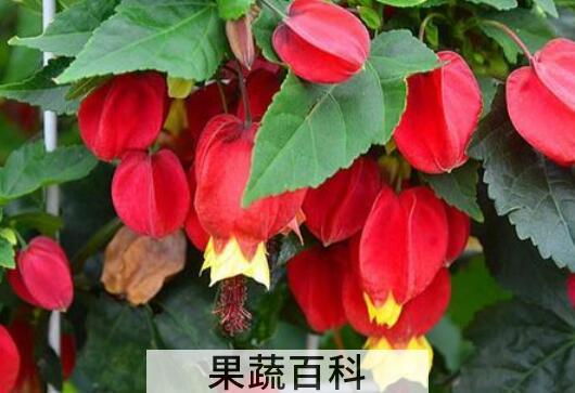 灯笼花的养殖方法和注意事项有哪些