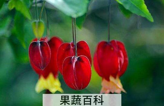 灯笼花的养殖方法和注意事项有哪些