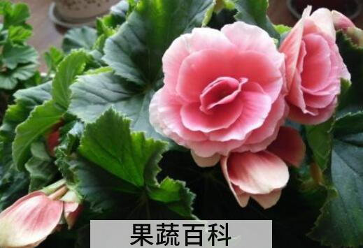 玻璃海棠花的养殖方法和注意事项有哪些