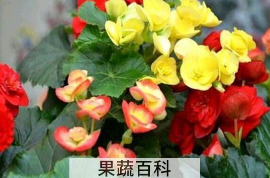 玻璃海棠花的养殖方法和注意事项有哪些