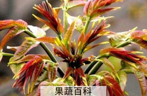 香椿和臭椿的区别