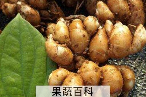 沙姜是啥东西 沙姜的功效与作用及禁忌