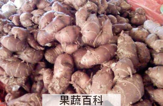沙姜是啥东西 沙姜的功效与作用及禁忌