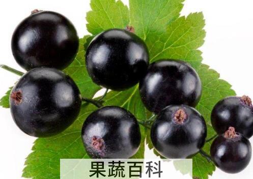 黑加仑和葡萄的区别 黑加仑怎么吃好
