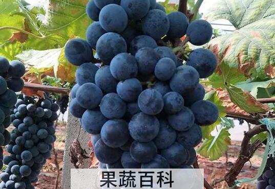 黑加仑和葡萄的区别 黑加仑怎么吃好