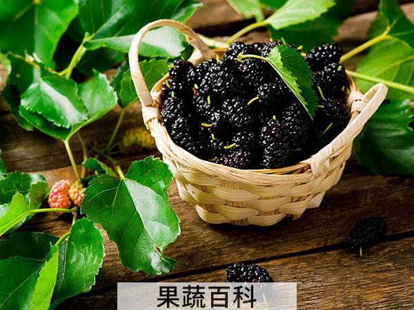 桑葚是什么 桑科植物上桑的果穗