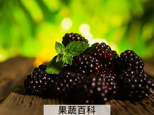 桑葚是什么 桑科植物上桑的果穗