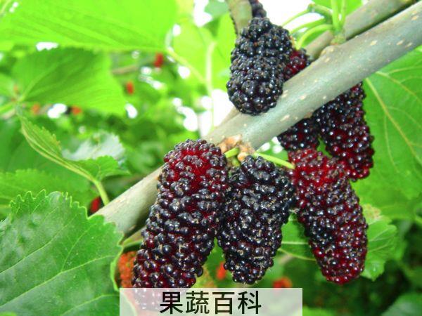 桑葚是什么 桑科植物上桑的果穗
