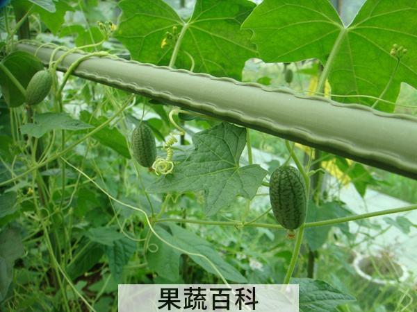 拇指西瓜怎么吃 连籽带皮咬爆炸