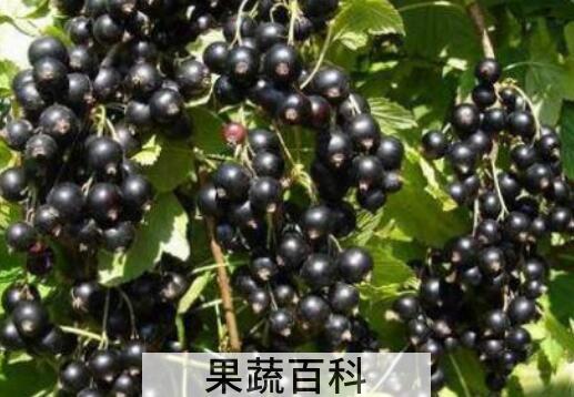 黑加仑吃多了的副作用