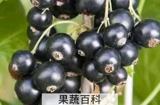 黑加仑吃多了的副作用