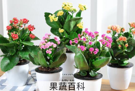 长寿花的养殖方法和注意事项有哪些