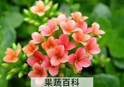 长寿花的养殖方法和注意事项有哪些