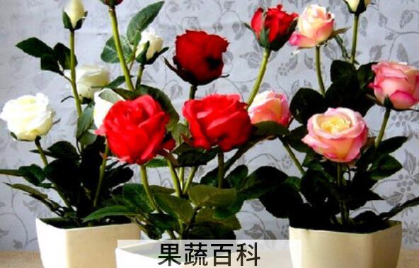 盆栽瑰花的养殖方法和注意事项有哪些