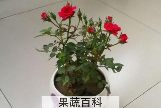 盆栽瑰花的养殖方法和注意事项有哪些
