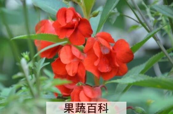 凤仙花的养殖方法和注意事项有哪些
