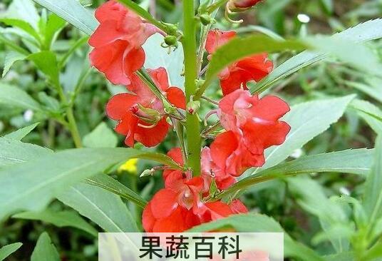 凤仙花的养殖方法和注意事项有哪些
