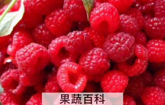 红树莓对女人的好处