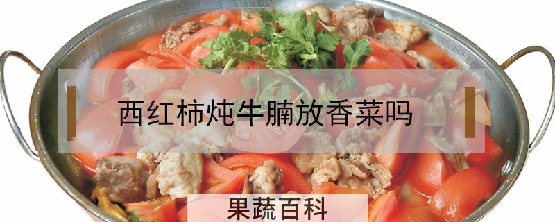 西红柿炖牛腩放香菜吗