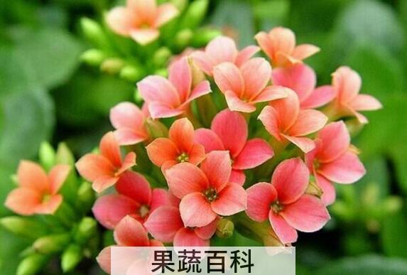 长寿花养殖方法和注意事项有哪些