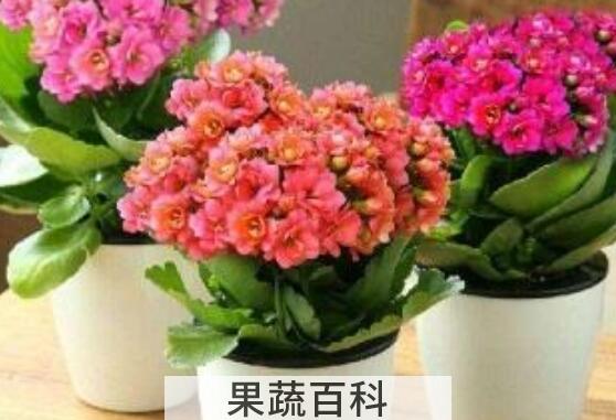 长寿花养殖方法和注意事项有哪些