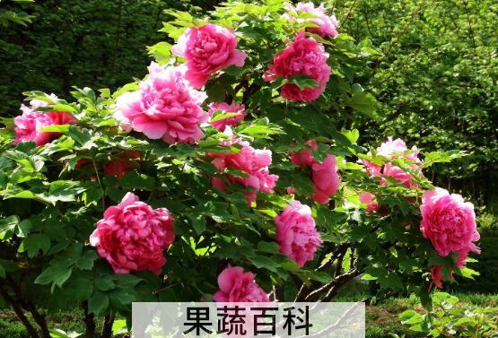牡丹花的养殖方法和注意事项有哪些