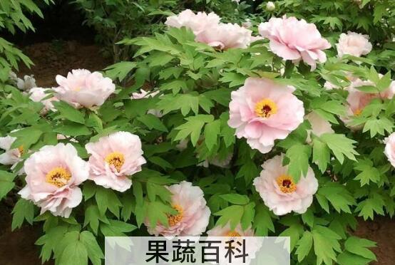 牡丹花的养殖方法和注意事项有哪些