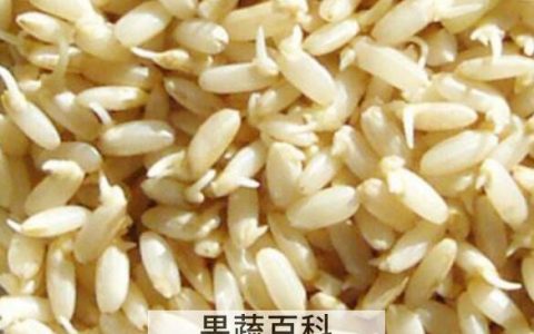发芽糙米的功效与作用 吃发芽糙米的好处有哪些
