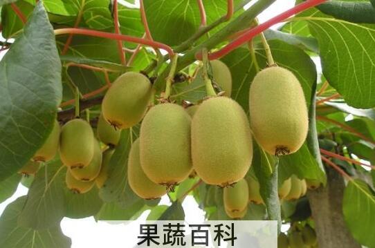 吃什么可以增强抵抗力 能增强免疫力食物推荐