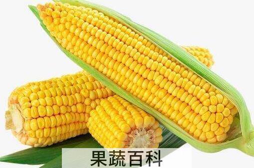 吃玉米的好处和坏处 玉米的功效和作用