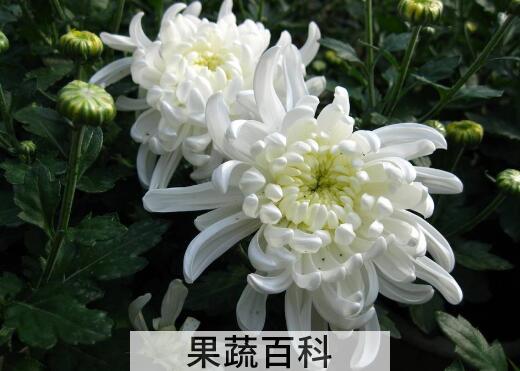 菊花的养殖方法和注意事项有哪些