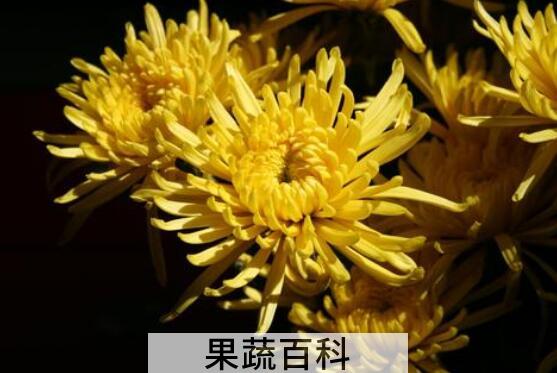 菊花的养殖方法和注意事项有哪些