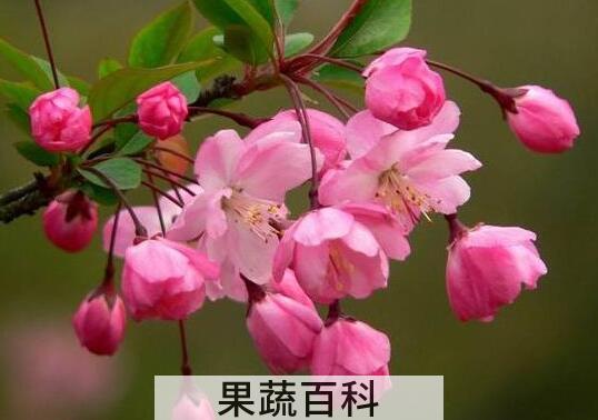 木本海棠花的养殖方法和注意事项有哪些