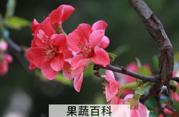 木本海棠花的养殖方法和注意事项有哪些