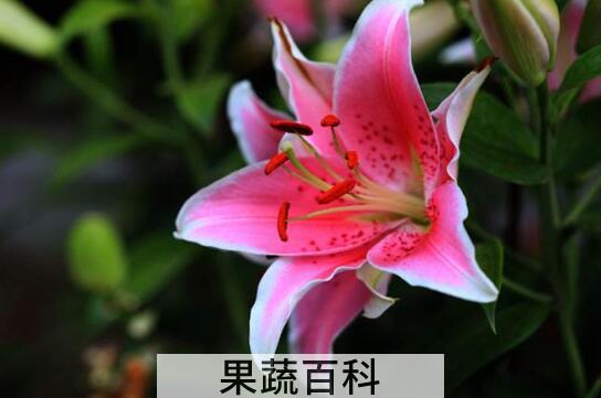 百合花的养殖方法和注意事项有哪些