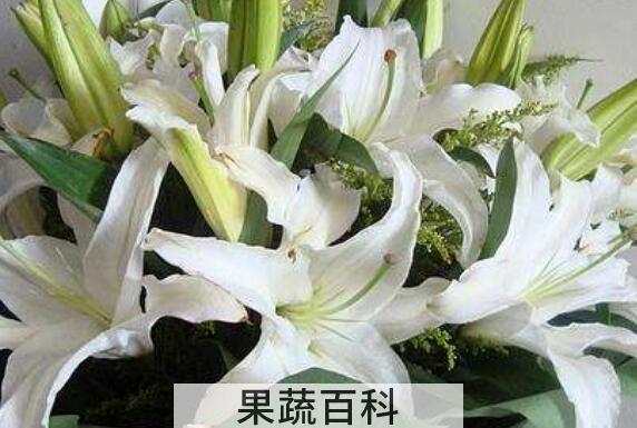 百合花的养殖方法和注意事项有哪些