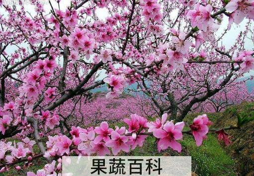 桃花的功效与作用及禁忌
