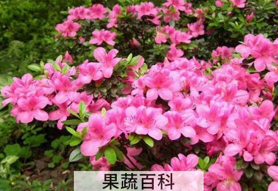 杜鹃花的养殖方法和注意事项有哪些