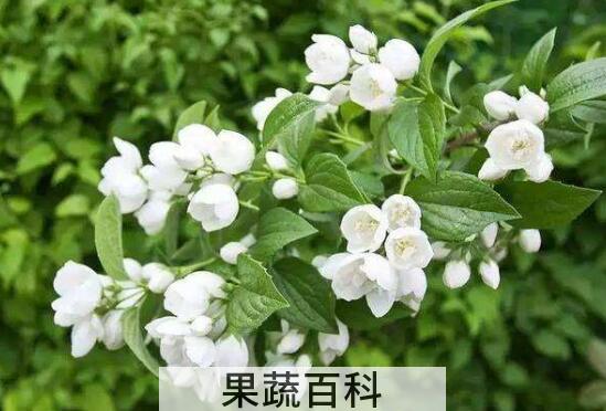 茉莉花的养殖方法和注意事项有哪些