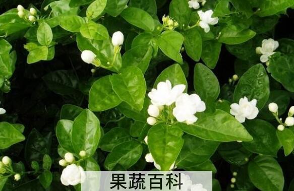 茉莉花的养殖方法和注意事项有哪些